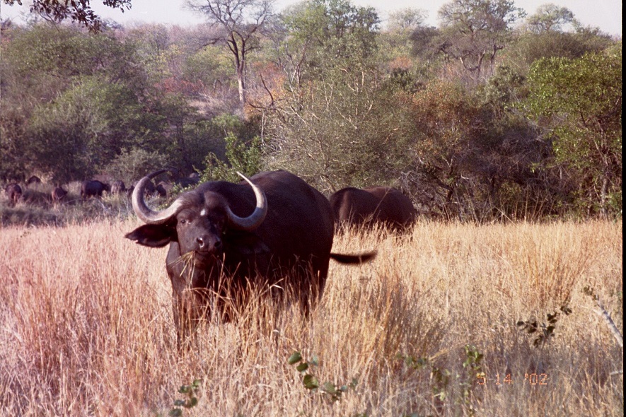 Cape Buffalo in Kruger National Park 590